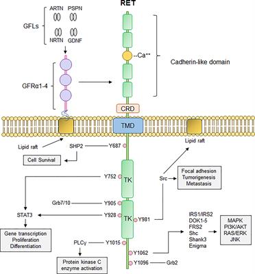 Frontiers RET Signaling Pathway And RET Inhibitors In Human Cancer